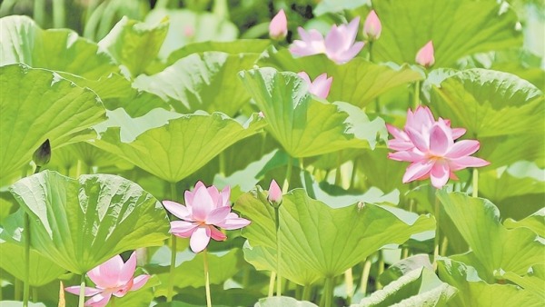 荷花綻放 夏意滿塘
