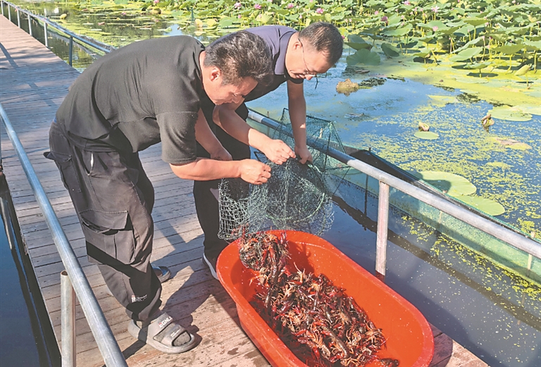 寒地小龍蝦“遊”出致富新路徑
