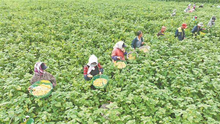 海倫甜菇娘熟了_fororder_b9584657-fa62-45f8-9e1c-033ccf92c4c8