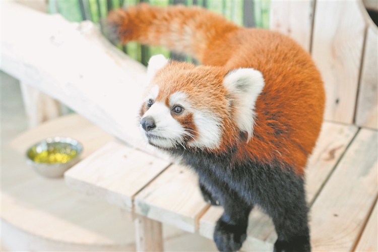 來極地公園打卡小熊貓體驗館