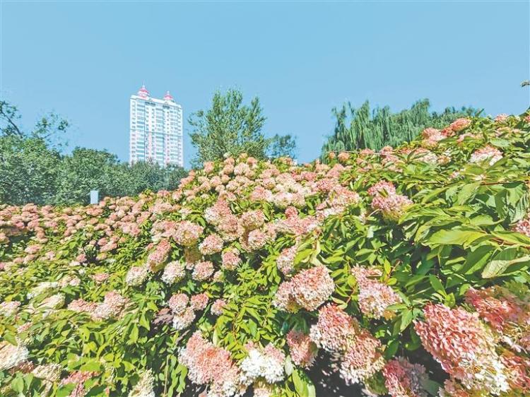 紅色繡球 扮靚秋日