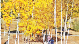 金色白樺林