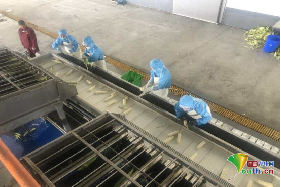 齊齊哈爾梅裏斯：全産業鏈思維助推現代農業發展
