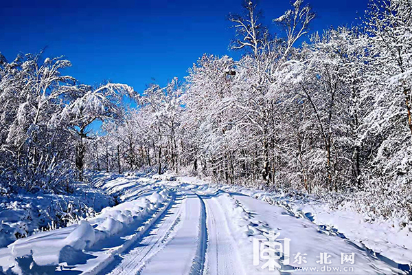 太平溝國家級自然保護區現“紅裝素裹”冬日美景