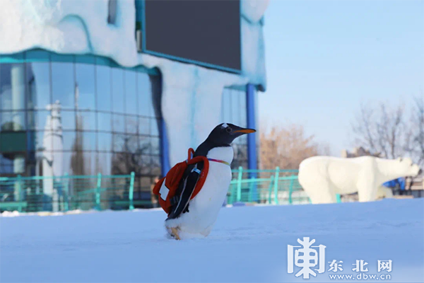 下雪啦！黑龍江奉上冰雪百景絢麗景致