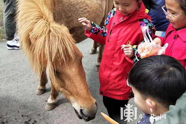 看國寶賞春雪喂麋鹿 “五一”假期龍江森工集團各景區待客忙