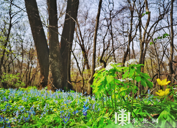 又到山花爛漫時