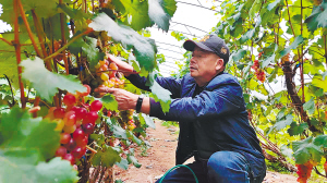 家庭農場迎豐收 葡萄香飄京津滬