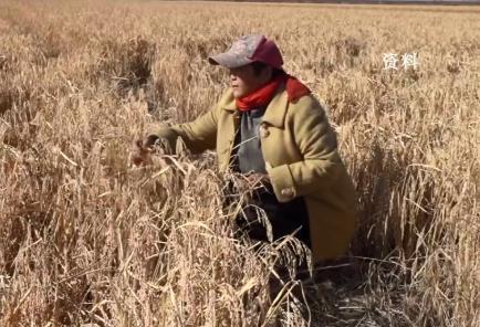 品牌效應引領産業升級 “好米工程”擦亮肇源大米金字招牌_fororder_微信圖片_20211130095759