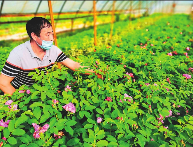 方正“花樣”大棚托起扶貧産業