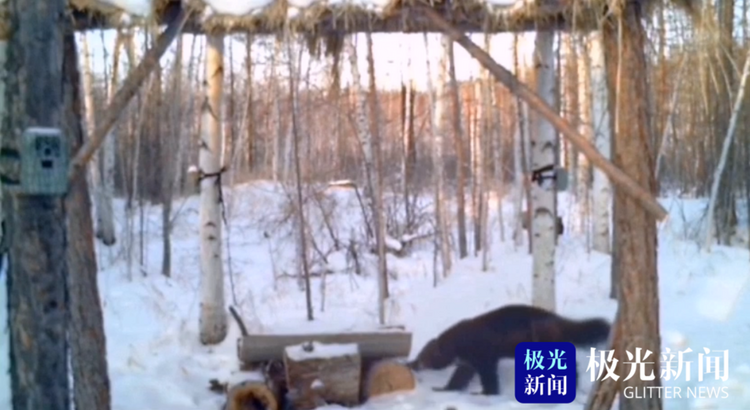 漠河：動物界的“金剛狼” 雪中上演功夫片
