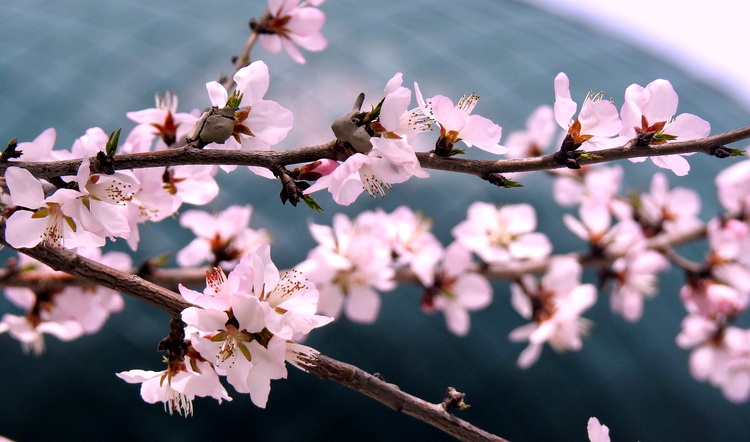 人間四月芳菲盡 宅家悅賞桃花林_fororder_微信圖片_20220423092236