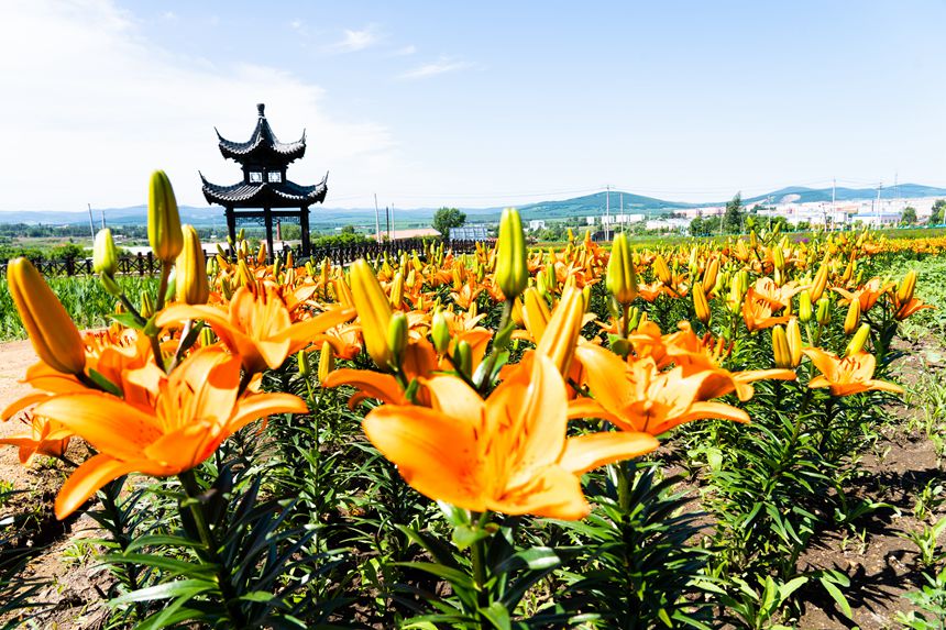 雙鴨山：紫雲花正濃 百合惹人醉