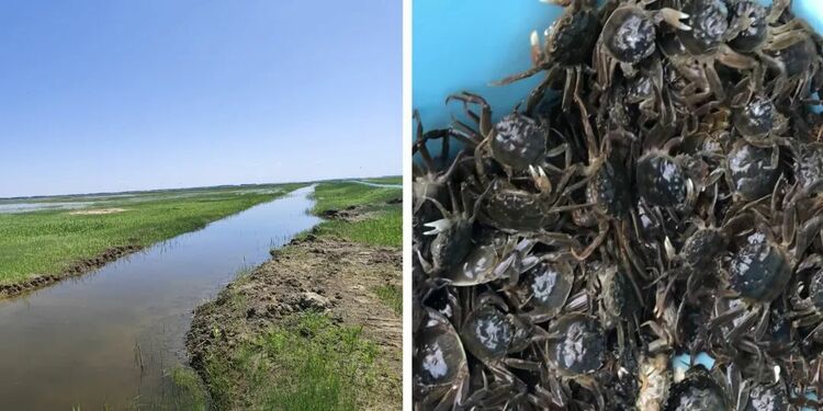 場企共建 “伴飛”共促 北大荒牧業哈拉海農場河蟹養殖合作項目基地3000斤蟹苗全部投放完成_fororder_投放蟹苗現場 (2)