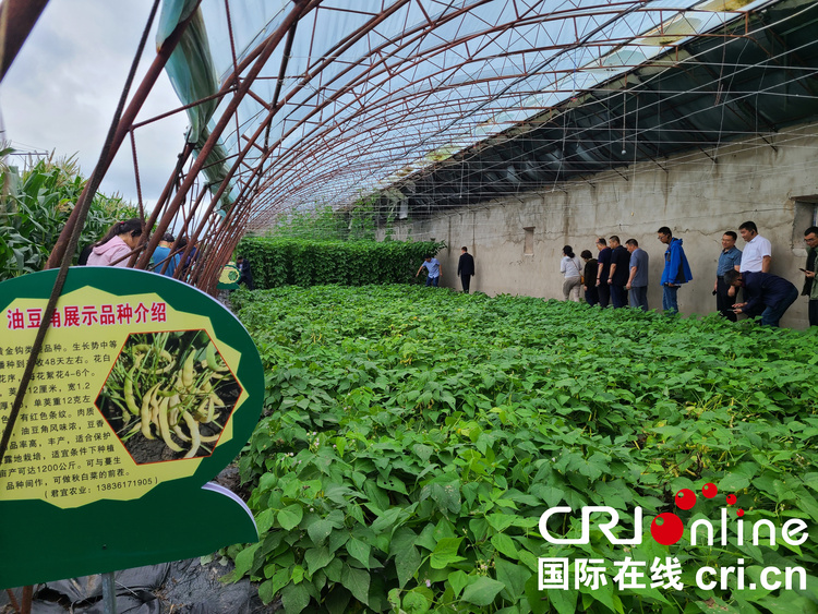 共謀發展、共創輝煌 東北（蘭西）油豆角産業發展大會正式啟幕_fororder_微信圖片_20230725155235