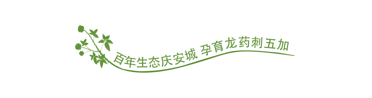 刺五加banner_fororder_0807慶安專題頁-百年生態刺五加1200x317