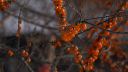 牡丹江林口：馳遊冰天雪地 暢享美好生活