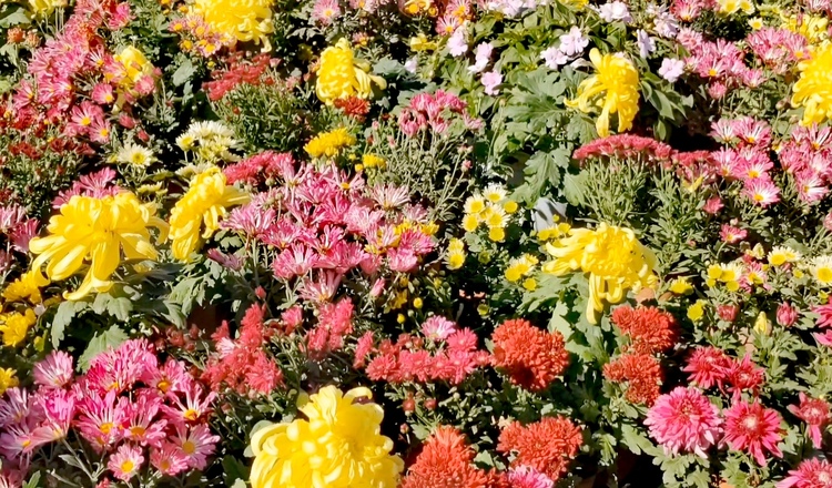 醉龍江丨迎國慶 菊花扮美松花江畔