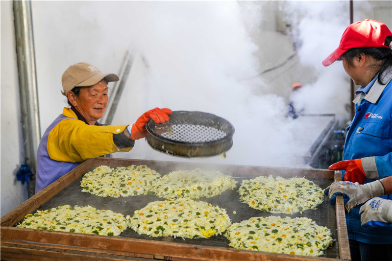 信陽市新縣：菊花飄香採摘忙 綻放鄉村“致富花”