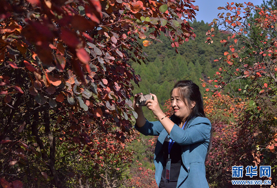 焦作博愛：漫山紅葉醉遊人