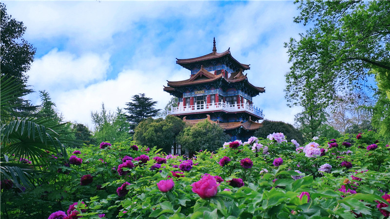 【Amazing 河南】“花樣”河南 蜚聲國際