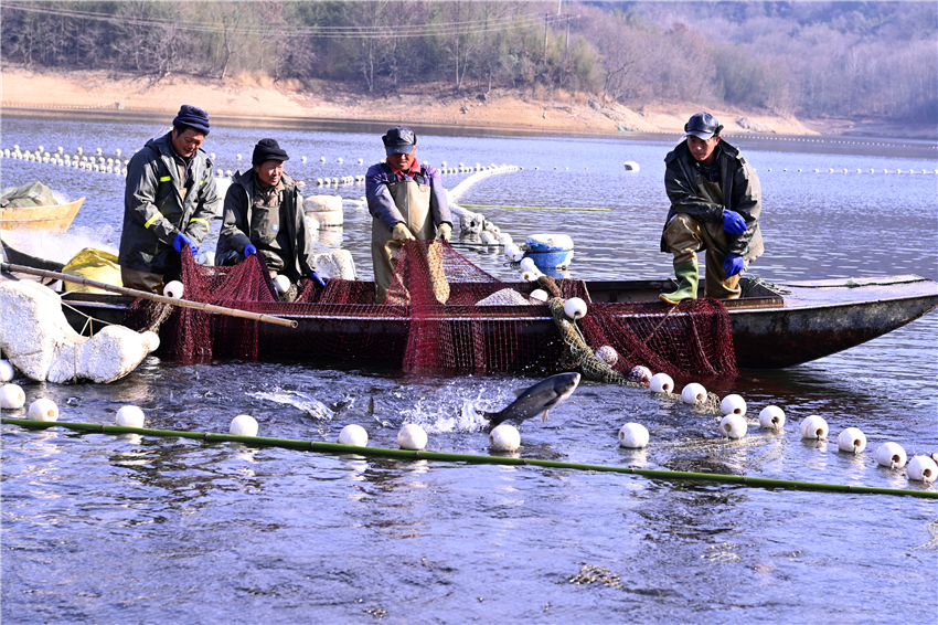 信陽市新縣：魚躍人歡慶豐年