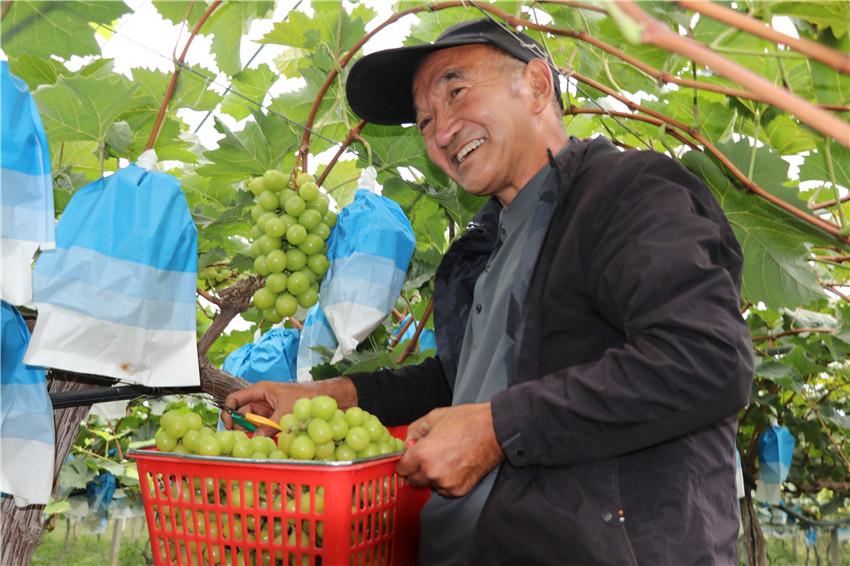 最美的秋丨三門峽市澠池縣：金秋豐收季 多元産業共繪豐收畫卷