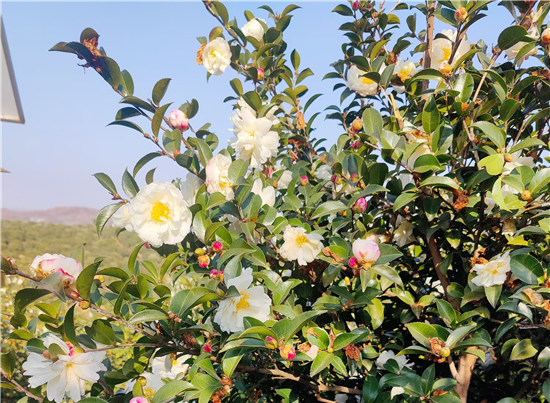 信陽市光山縣：萬畝油茶花如雪 來年油茶果滿枝