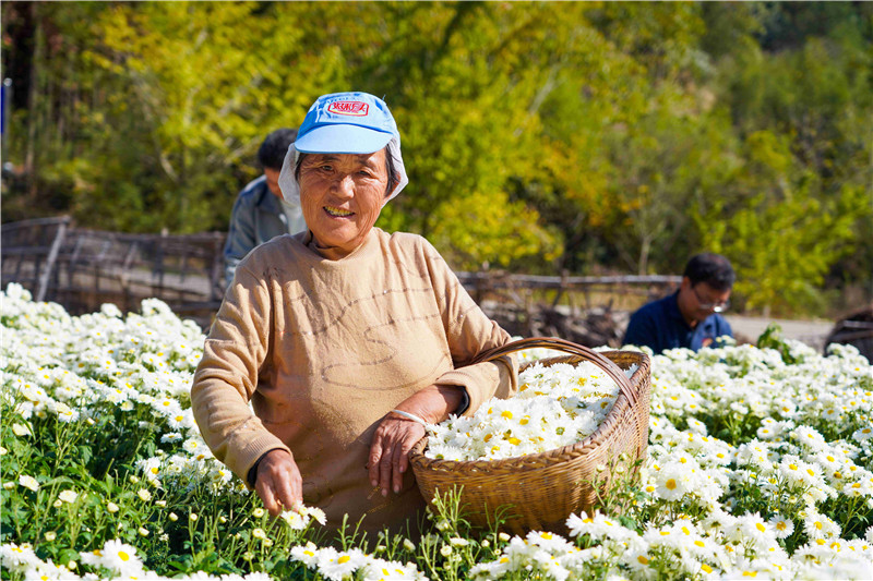 信陽市新縣：菊花飄香採摘忙 綻放鄉村“致富花”