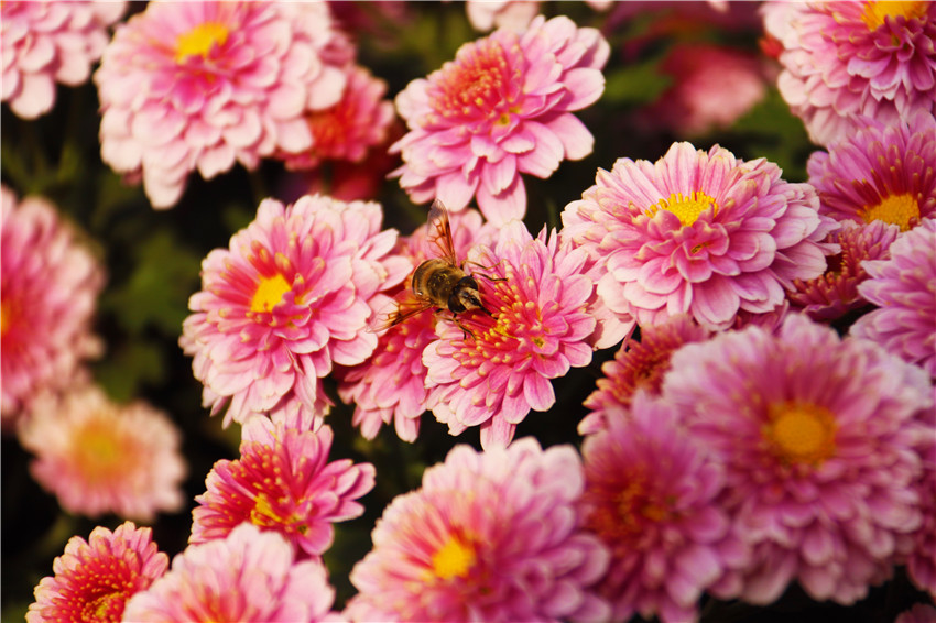 最“美”的秋丨南陽新野：菊花盛開正當時