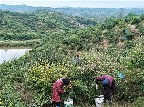 信陽市固始縣：小小油茶樹 鋪就致富路