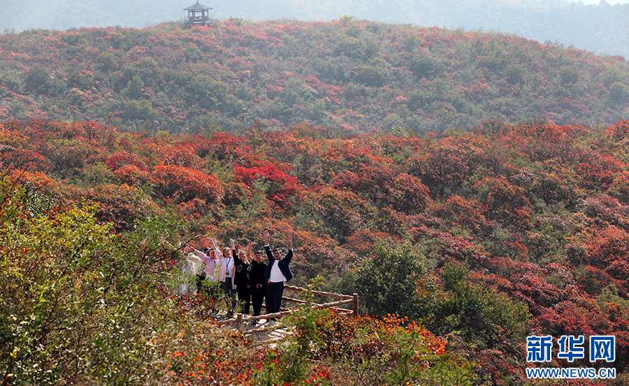 焦作博愛：漫山紅葉醉遊人