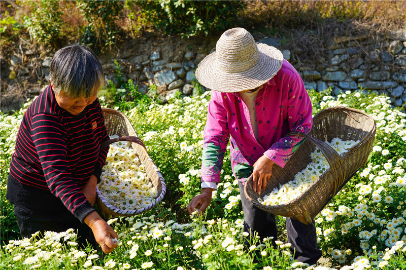 信陽市新縣：菊花飄香採摘忙 綻放鄉村“致富花”