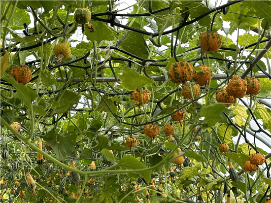 第六屆鄭州種博會將於10月下旬開幕