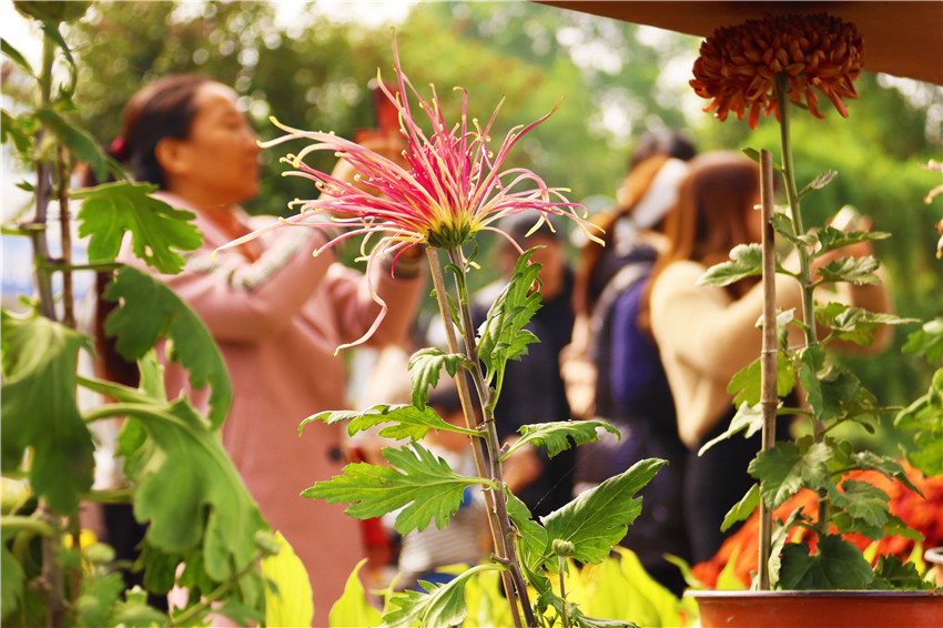 最“美”的秋丨南陽新野：菊花盛開正當時