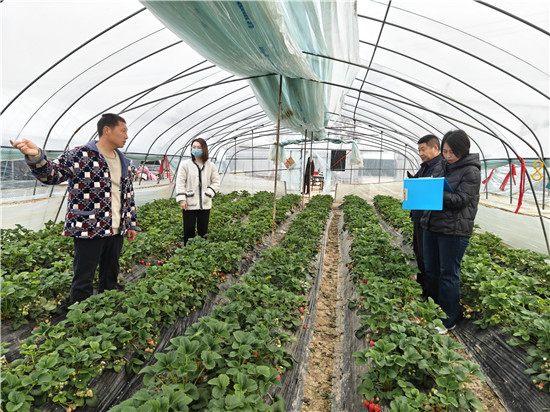 新鄉長垣市農業農村局積極應對降溫天氣 全力保障蔬菜供應