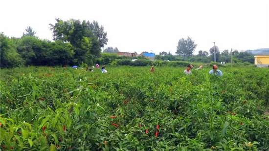 三門峽市澠池縣：10萬畝辣椒紅了 4萬名農戶笑了