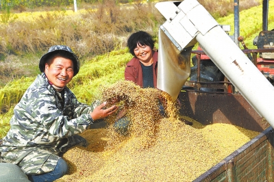 【河南好項目-圖片】【 移動端-焦點圖】光山晩稻喜獲豐收