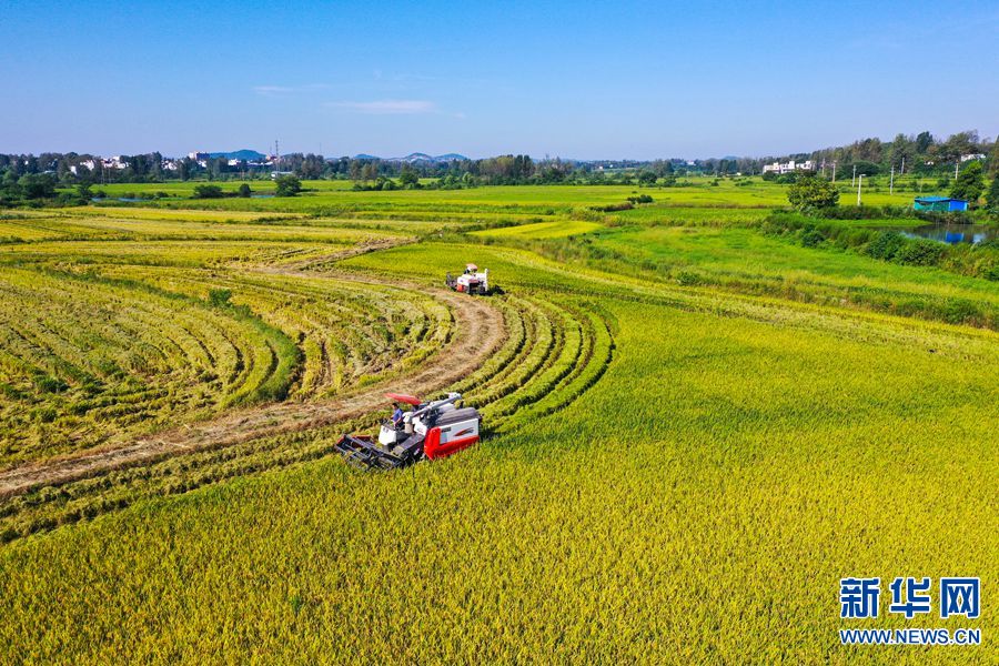 河南光山：5.2萬畝再生水稻喜獲豐收