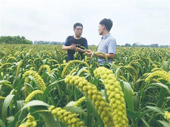 【B】河南寶豐：花開似海鋪就致富小康路