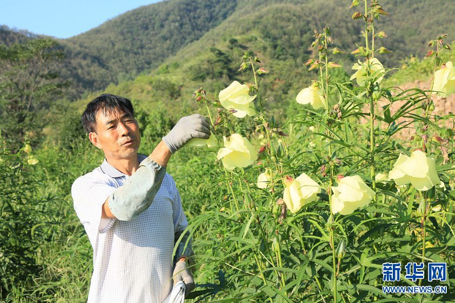 【城市遠洋】河南汝陽：黃蜀葵花醉鄉間