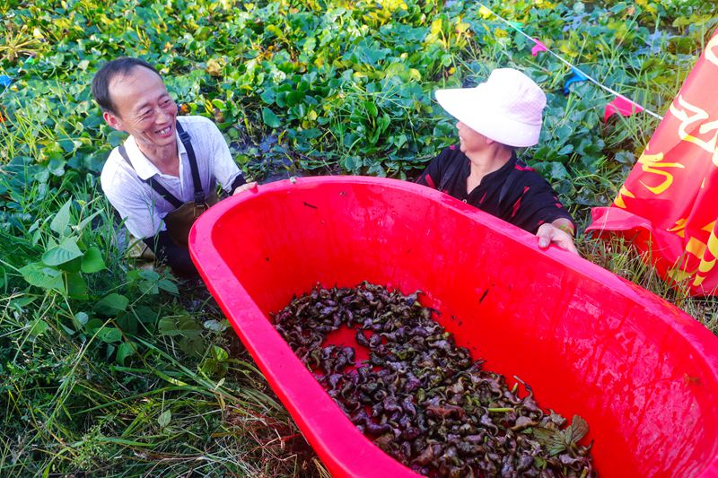 【城市遠洋】河南光山：菱角豐收笑意濃