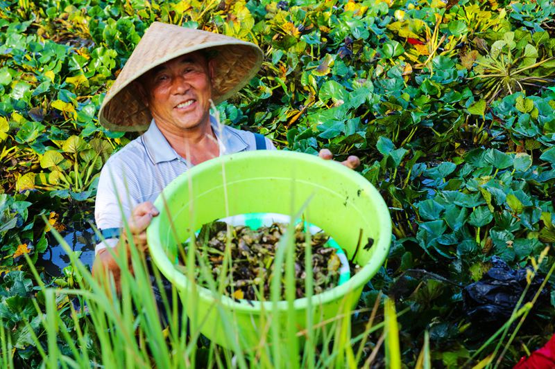 【城市遠洋】河南光山：菱角豐收笑意濃