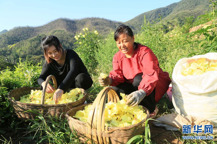 【城市遠洋】河南汝陽：黃蜀葵花醉鄉間