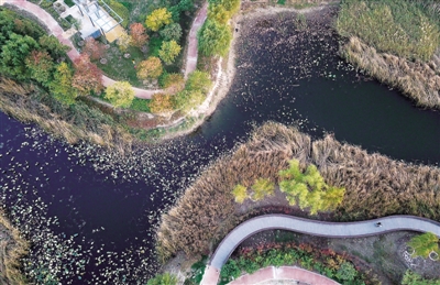 【中原名景-圖片】森林公園換彩粧 立冬仍然醉秋色