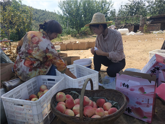 【B】平頂山市魯山縣：深山秋桃紅艷艷 小夥電商賣得歡