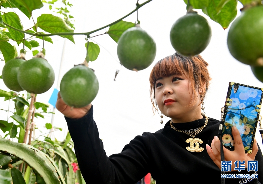 【焦點圖-大圖】【圖説2】【 移動端-焦點圖】河南夏邑：立體種植法提高農業效益