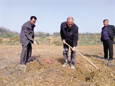 【河南好項目-圖片（頁面標題：新鄭“扶貧紅薯”）】【 移動端-焦點圖】新鄭“扶貧紅薯”受熱捧