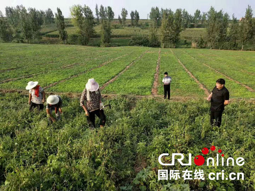 【河南在線-文字列表】【移動端-文字列表】河南魯山縣四棵樹鄉土樓村：種草藥 治“窮病”