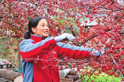 【河南好項目-圖片】山茱萸助力增收致富